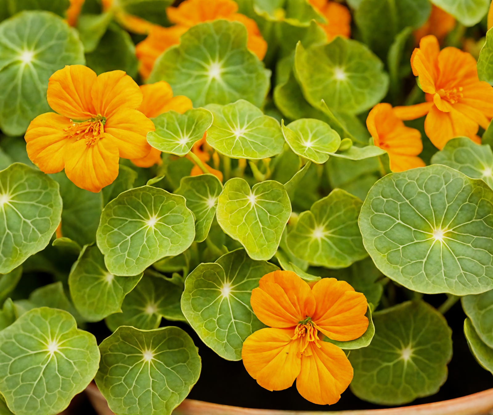 Tropaeolum majus, vibrant yellow flowers in a bowl, with dark foliage in the background, clear indoor lighting.
