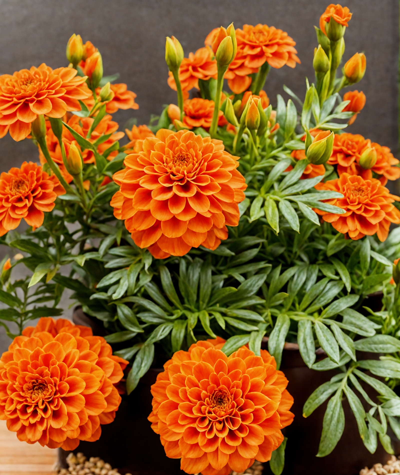 A cluster of vibrant orange Tagetes erecta flowers in a planter, with clear lighting and a dark background.