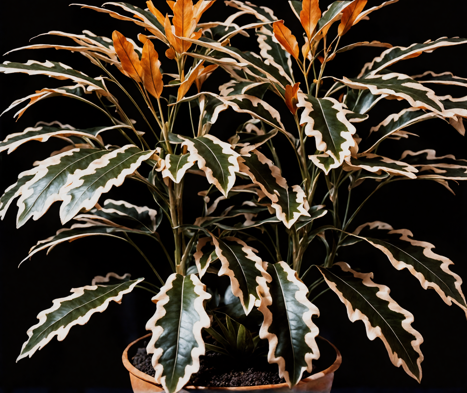 Plerandra elegantissima, a lush green shrub in a pot, with clear lighting against a dark background.