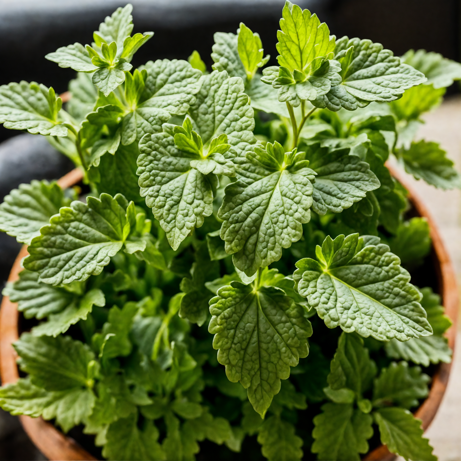 Nepeta cataria (catnip) in a bowl, with clear lighting and a dark background, as part of indoor decor.