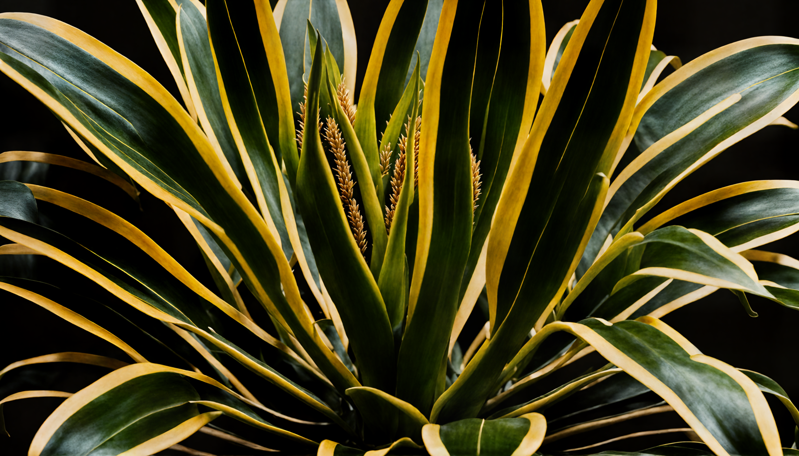 Agave americana in a planter, detailed leaves, clear lighting, against a dark background.