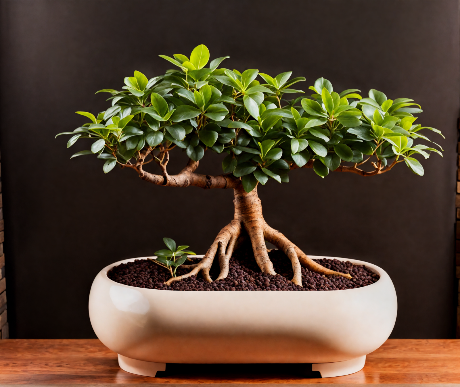 Ficus microcarpa in a white bowl on a wooden table, with clear lighting and a dark background.