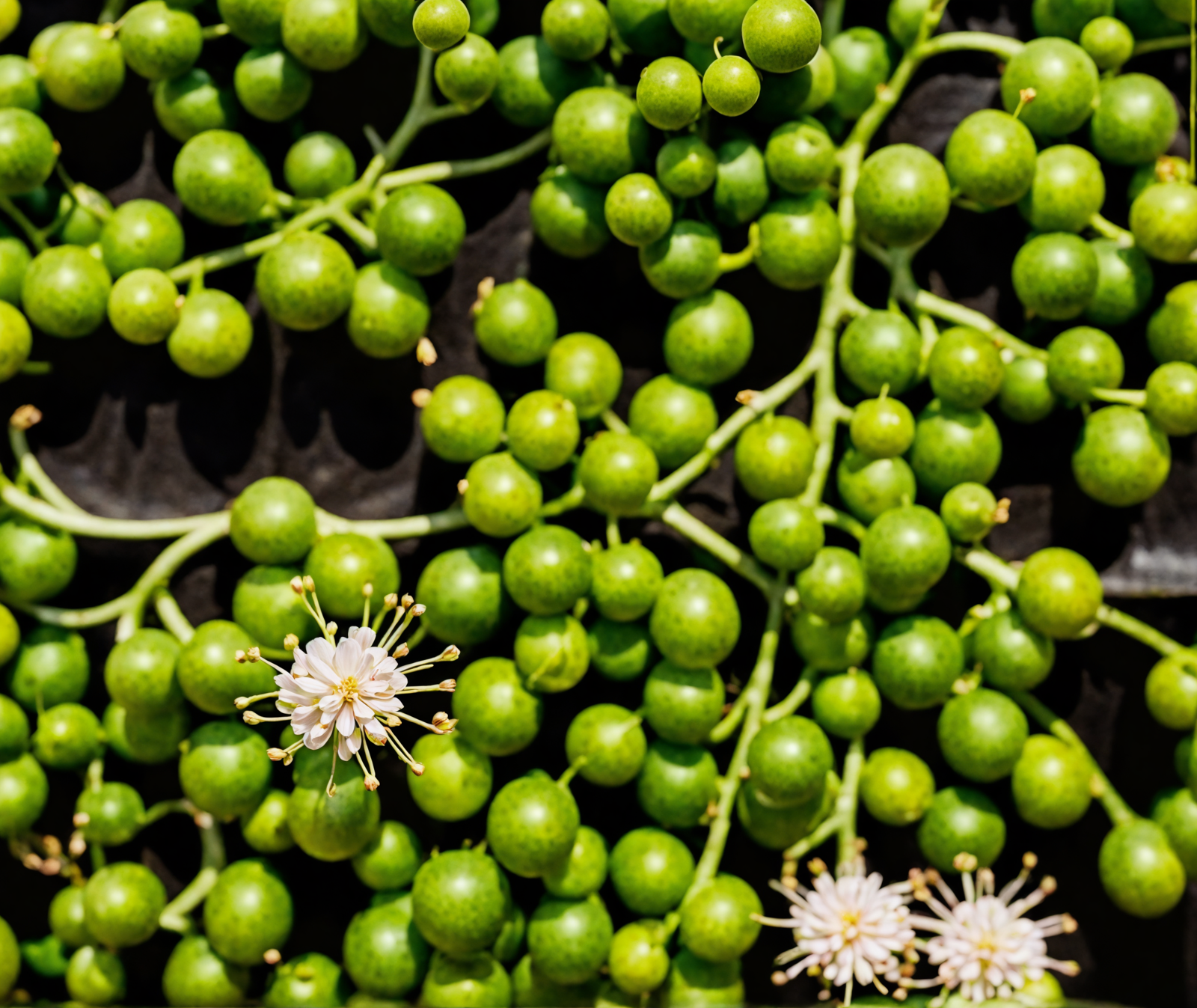 Curio rowleyanus (String of Pearls) in a planter, with round leaves resembling green beads, against a dark background.