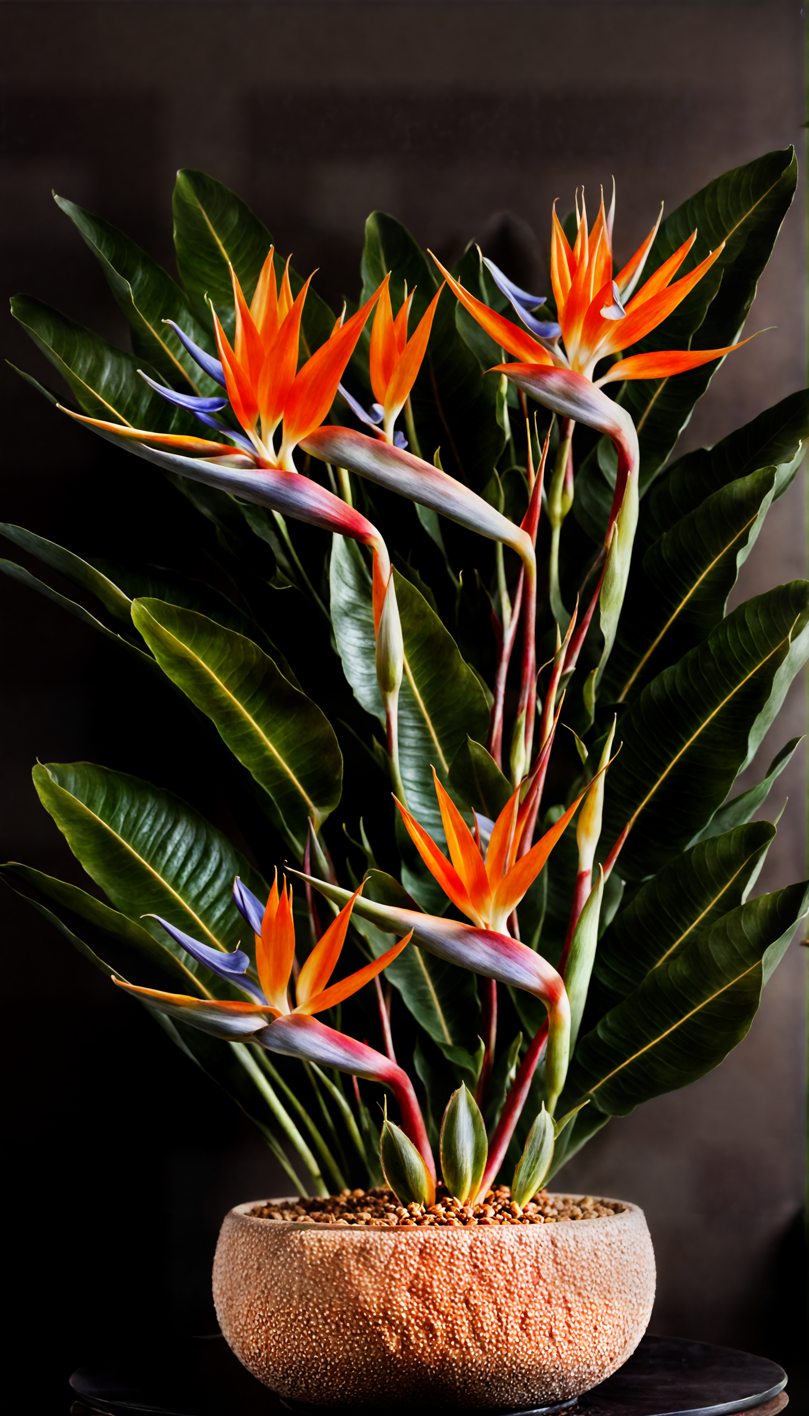 Strelitzia reginae, or Bird of Paradise, with vibrant orange and blue petals, in a bowl on a table, clear indoor lighting.
