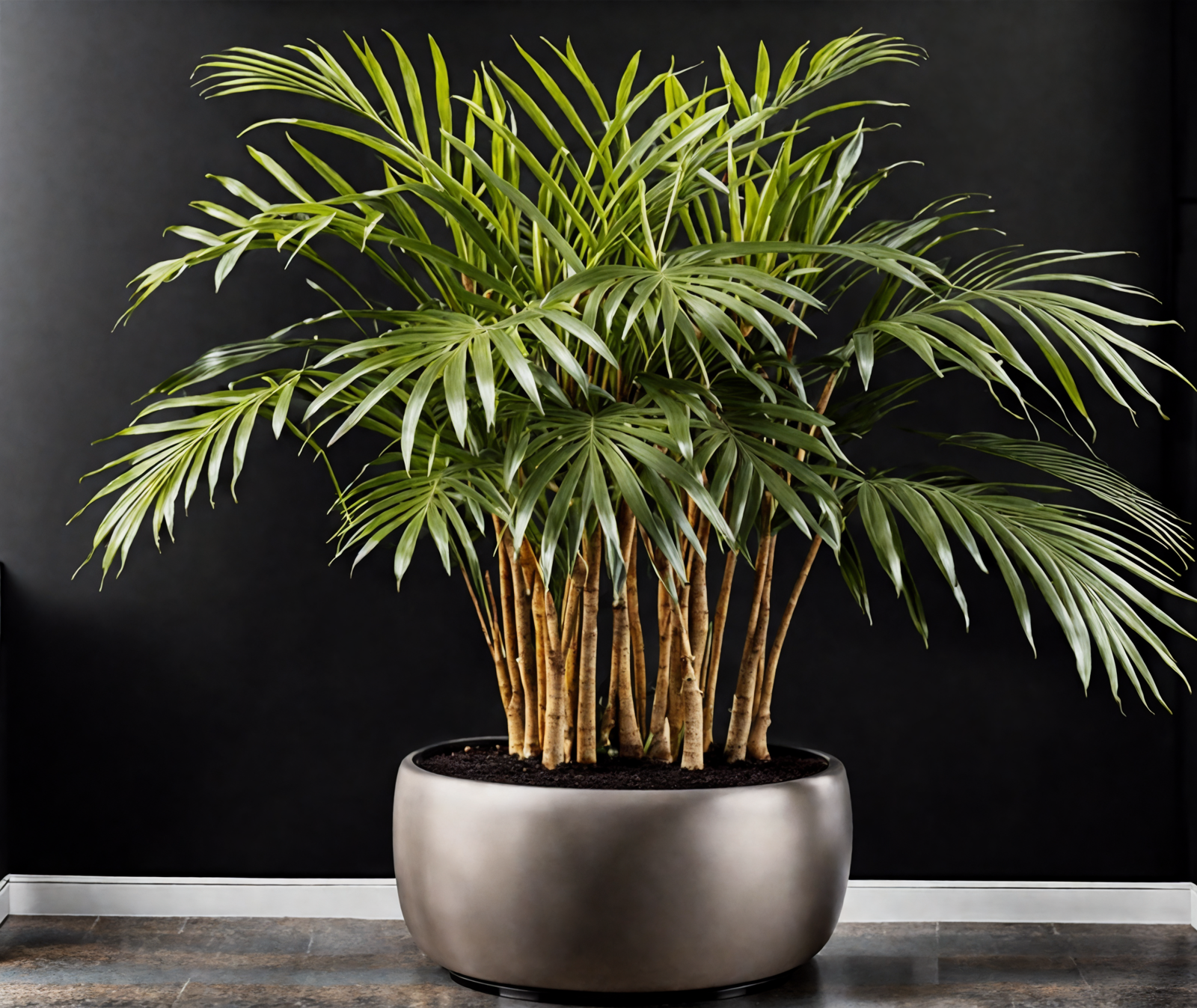 Howea forsteriana in a metal vase on a table, with clear lighting and a dark background, indoors.