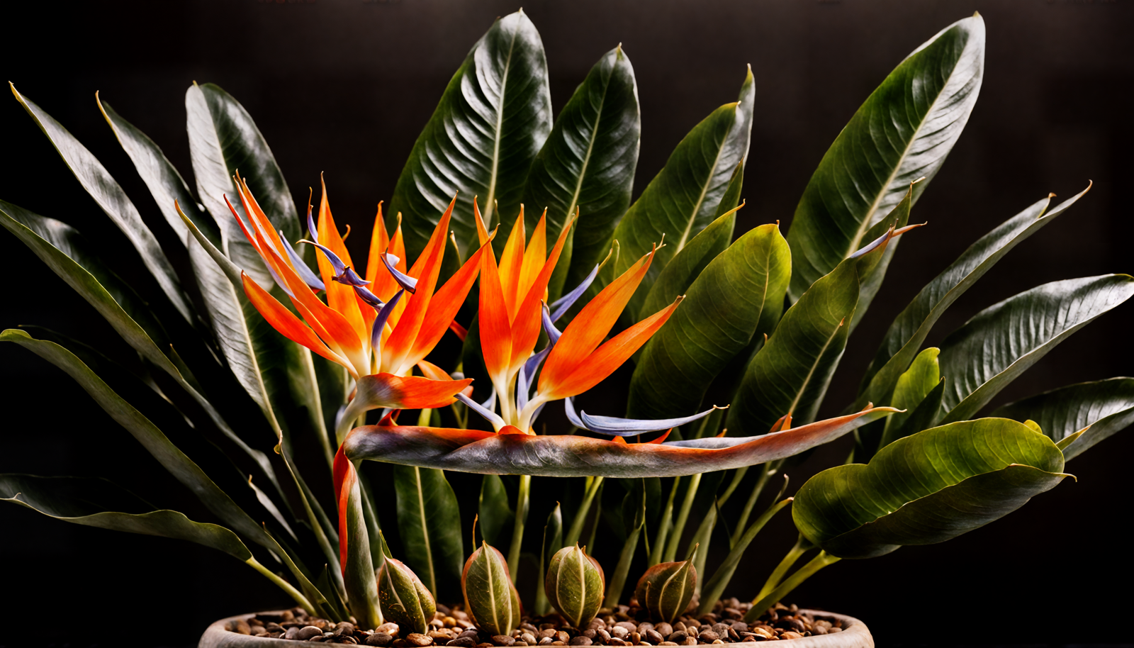 Strelitzia reginae, or Bird of Paradise, with vibrant orange flowers and green leaves, indoor setting.