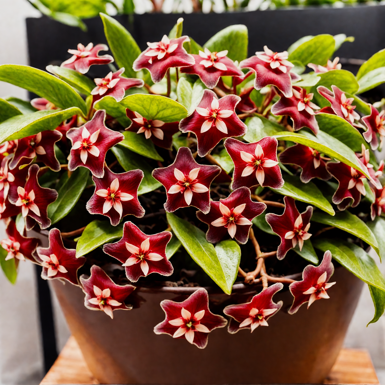 Hoya pubicalyx with red and white flowers in a brown vase, clear lighting, against a dark background.