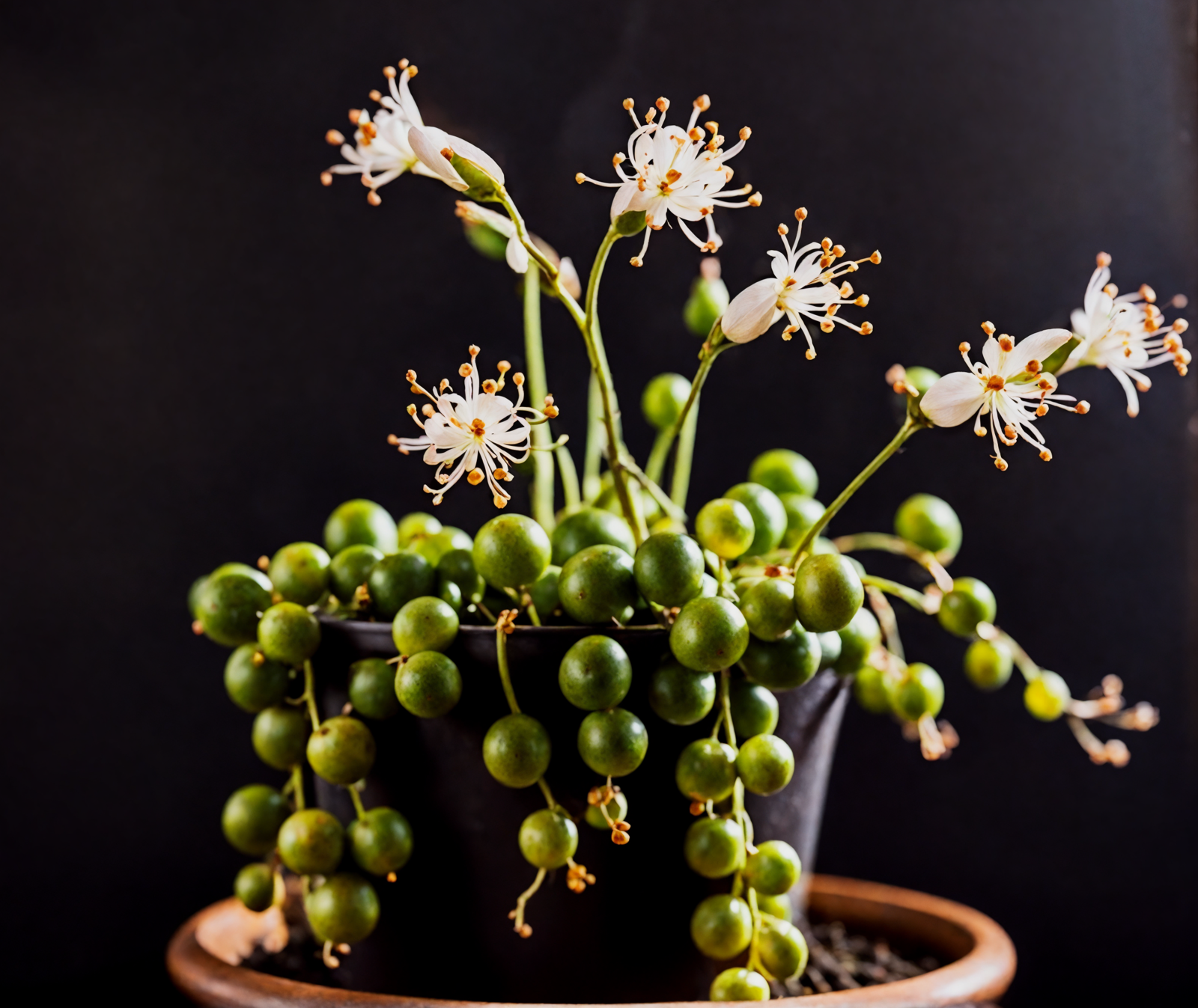 Curio rowleyanus (String of Pearls) with spherical leaves and small white flowers in a bowl, clear indoor lighting.