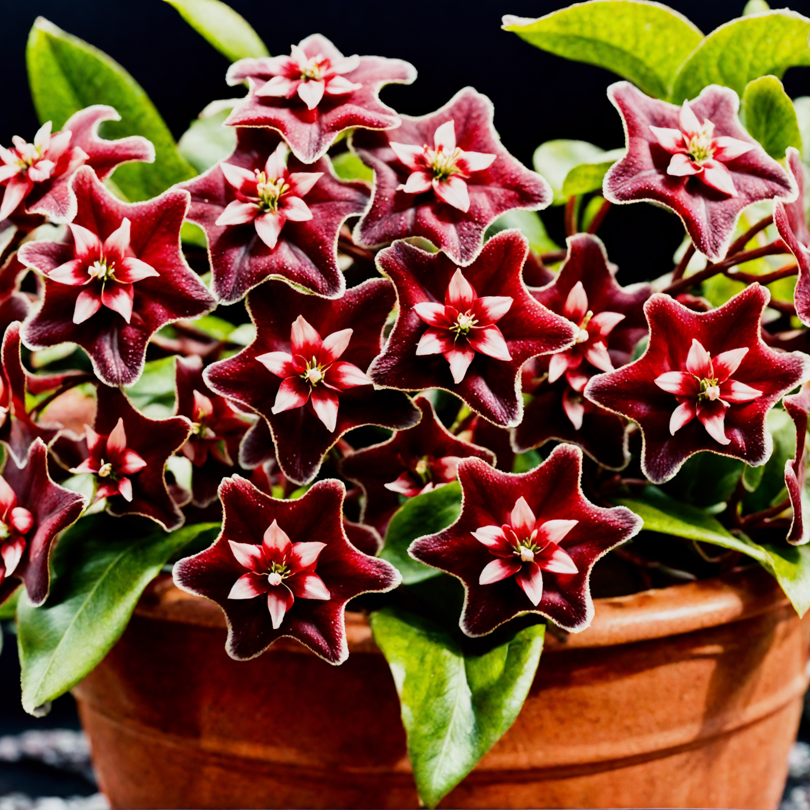 Hoya pubicalyx with red and white blooms in a brown planter, clear indoor lighting, against a dark background.